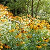 Im Garten